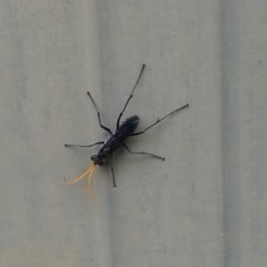 Fabriogenia sp. (genus) at McKellar, ACT - 29 Jan 2022