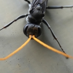 Fabriogenia sp. (genus) at McKellar, ACT - suppressed