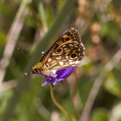 Oreixenica orichora (Spotted Alpine Xenica) at Cotter River, ACT - 27 Jan 2022 by RAllen