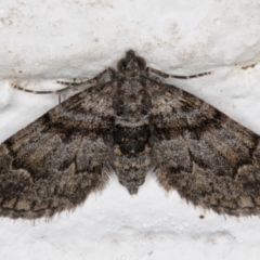 Phrissogonus laticostata (Apple looper moth) at Melba, ACT - 10 Nov 2021 by kasiaaus