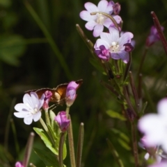 Epilobium sp. (A Willow Herb) at Cotter River, ACT - 27 Jan 2022 by RAllen