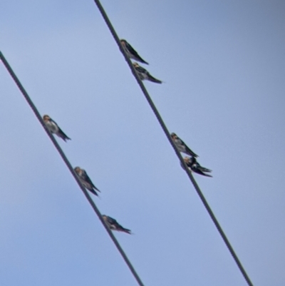 Hirundo neoxena (Welcome Swallow) at Kerang, VIC - 29 Jan 2022 by Darcy