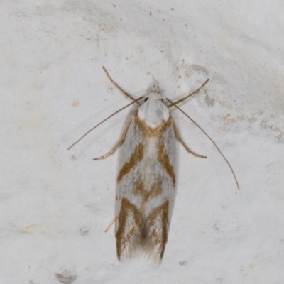 Oxythecta acceptella (Scat Moth) at Melba, ACT - 9 Nov 2021 by kasiaaus