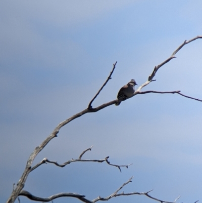 Ocyphaps lophotes (Crested Pigeon) at Kerang, VIC - 29 Jan 2022 by Darcy