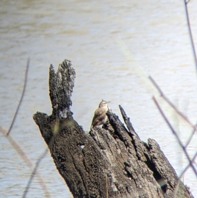 Climacteris picumnus (Brown Treecreeper) at Kerang, VIC - 29 Jan 2022 by Darcy