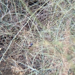 Malurus assimilis (Purple-backed Fairywren) at Kerang, VIC - 29 Jan 2022 by Darcy