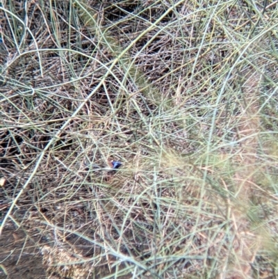 Malurus assimilis (Purple-backed Fairywren) at Kerang, VIC - 29 Jan 2022 by Darcy