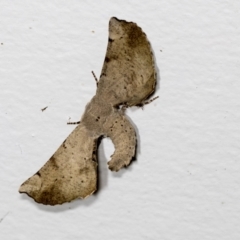 Circopetes obtusata (Grey Twisted Moth) at Higgins, ACT - 28 Jan 2022 by AlisonMilton