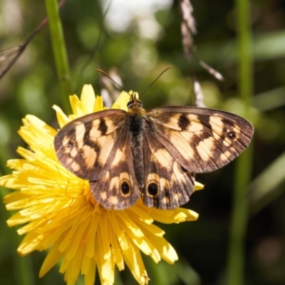 Heteronympha cordace (Bright-eyed Brown) at Cotter River, ACT - 27 Jan 2022 by RAllen