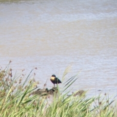 Tadorna tadornoides (Australian Shelduck) at Kerang, VIC - 29 Jan 2022 by Darcy