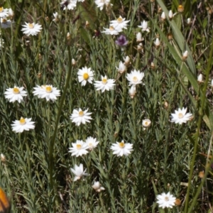 Rhodanthe anthemoides at Cotter River, ACT - 27 Jan 2022