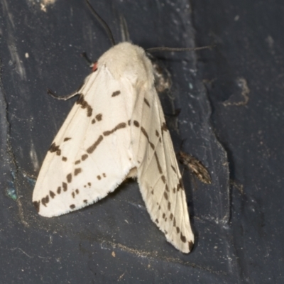 Ardices canescens (Dark-spotted Tiger Moth) at Higgins, ACT - 28 Jan 2022 by AlisonMilton