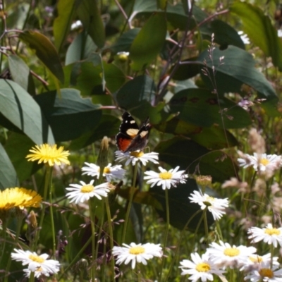 Vanessa itea (Yellow Admiral) at Cotter River, ACT - 27 Jan 2022 by RAllen