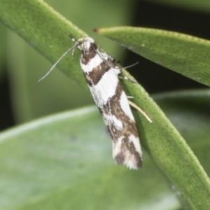 Macrobathra desmotoma at Higgins, ACT - 28 Jan 2022