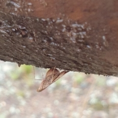 Endotricha ignealis at Goulburn, NSW - 29 Jan 2022