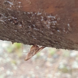 Endotricha ignealis at Goulburn, NSW - 29 Jan 2022