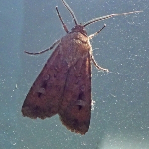 Agrotis infusa at Reid, ACT - 31 Dec 2021 02:04 PM