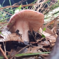 Russula sp. (genus) (Russula) at Goulburn, NSW - 29 Jan 2022 by Rixon