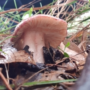 Russula sp. at Goulburn, NSW - 29 Jan 2022