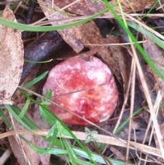 Russula sp. at Goulburn, NSW - 29 Jan 2022