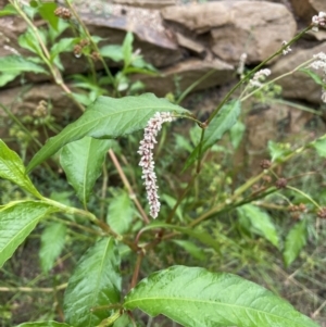 Persicaria lapathifolia at Hackett, ACT - 29 Jan 2022