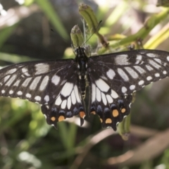 Papilio anactus (Dainty Swallowtail) at Higgins, ACT - 25 Jan 2022 by AlisonMilton