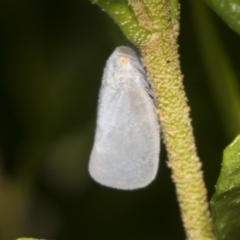 Anzora unicolor (Grey Planthopper) at Higgins, ACT - 20 Jan 2022 by AlisonMilton