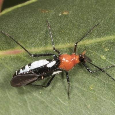 Rayieria basifer (Braconid-mimic plant bug) at Higgins, ACT - 29 Jan 2022 by AlisonMilton