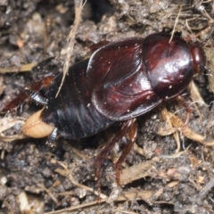 Paratemnopteryx couloniana (A native cockroach) at Higgins, ACT - 22 Jan 2022 by AlisonMilton