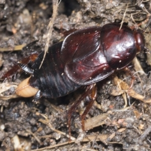 Paratemnopteryx couloniana at Higgins, ACT - 22 Jan 2022