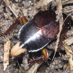 Paratemnopteryx couloniana at Higgins, ACT - 22 Jan 2022