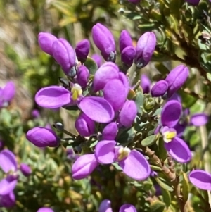 Comesperma retusum at Cotter River, ACT - 27 Jan 2022 12:44 PM