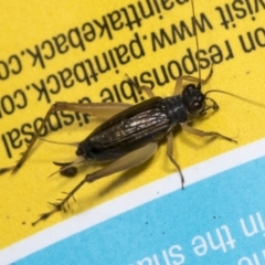 Trigonidium sp. (genus) (A Sword-tail Cricket) at Higgins, ACT - 23 Jan 2022 by AlisonMilton