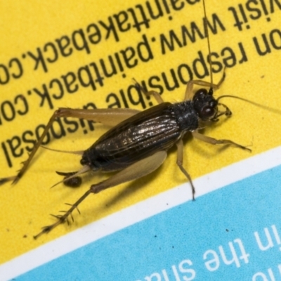 Trigonidium sp. (genus) (A Sword-tail Cricket) at Higgins, ACT - 23 Jan 2022 by AlisonMilton