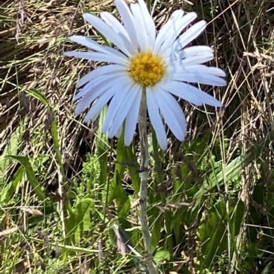 Celmisia sp. (Snow Daisy) at Cotter River, ACT - 27 Jan 2022 by RAllen