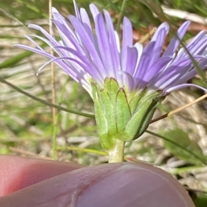 Brachyscome decipiens at Cotter River, ACT - 27 Jan 2022