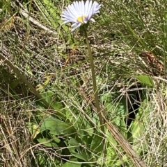 Brachyscome decipiens at Cotter River, ACT - 27 Jan 2022 12:26 PM