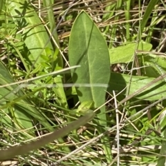 Brachyscome decipiens at Cotter River, ACT - 27 Jan 2022 12:26 PM