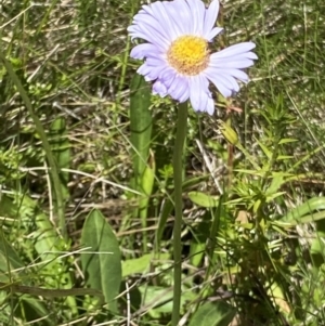 Brachyscome decipiens at Cotter River, ACT - 27 Jan 2022 12:26 PM