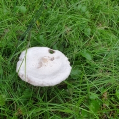 Macrolepiota dolichaula (Macrolepiota dolichaula) at Goulburn, NSW - 29 Jan 2022 by Rixon