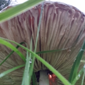 Macrolepiota dolichaula at Goulburn, NSW - 29 Jan 2022 07:31 PM