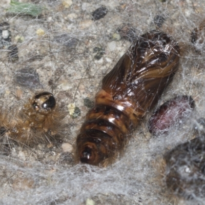 Leptocneria reducta (White Cedar Moth) at Higgins, ACT - 29 Jan 2022 by AlisonMilton