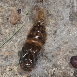 Leptocneria reducta at Higgins, ACT - 29 Jan 2022 07:59 AM