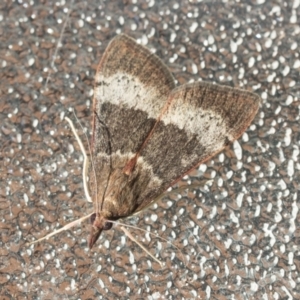 Uresiphita ornithopteralis at Higgins, ACT - 26 Jan 2022