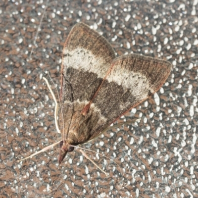 Uresiphita ornithopteralis (Tree Lucerne Moth) at Higgins, ACT - 26 Jan 2022 by AlisonMilton