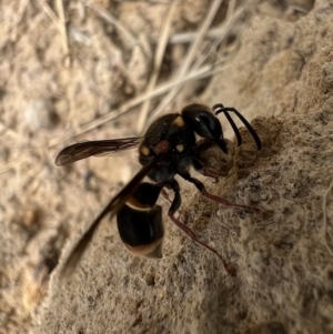 Paralastor sp. (genus) at Murrumbateman, NSW - 29 Jan 2022 11:59 AM