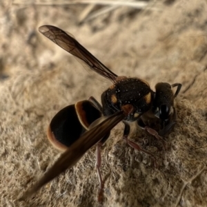 Paralastor sp. (genus) at Murrumbateman, NSW - 29 Jan 2022 11:59 AM