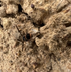 Paralastor sp. (genus) at Murrumbateman, NSW - 29 Jan 2022