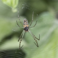 Leucauge dromedaria (Silver dromedary spider) at Higgins, ACT - 24 Jan 2022 by AlisonMilton