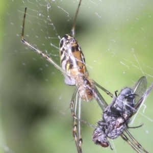 Leucauge dromedaria at Higgins, ACT - 25 Jan 2022